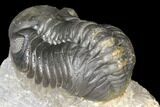 Austerops Trilobite - Nice Eye Facets #127020-5